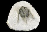 Cyphaspis Trilobite - Ofaten, Morocco #161085-1